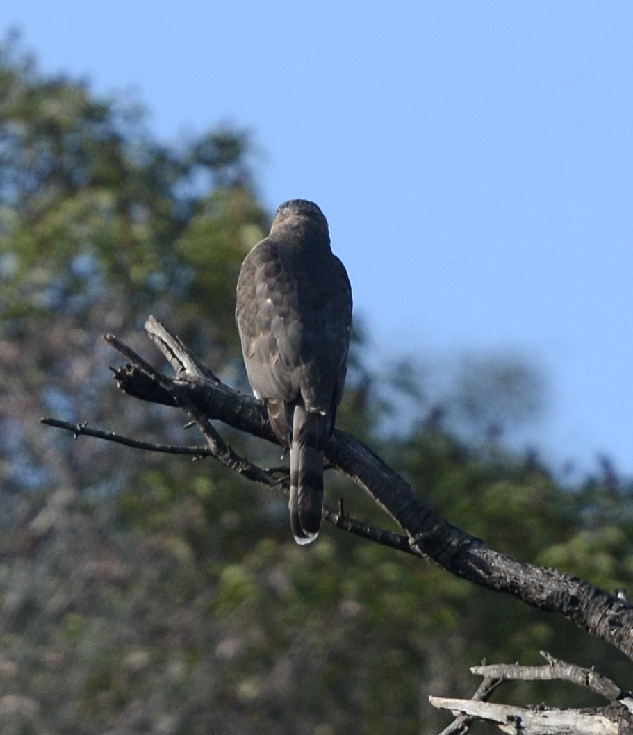 Cooper's Hawk - ML644416524