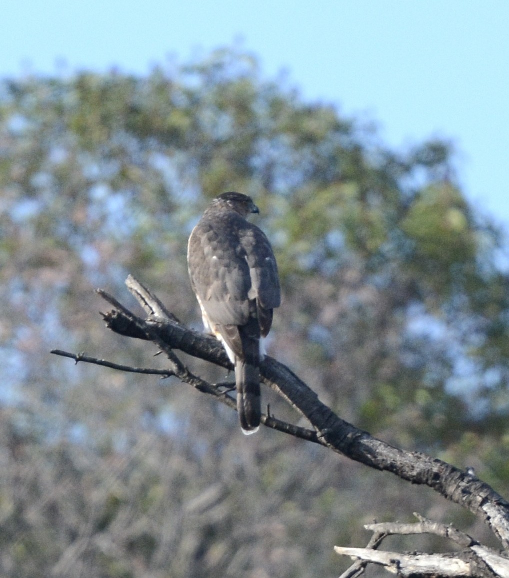 Cooper's Hawk - ML644416525
