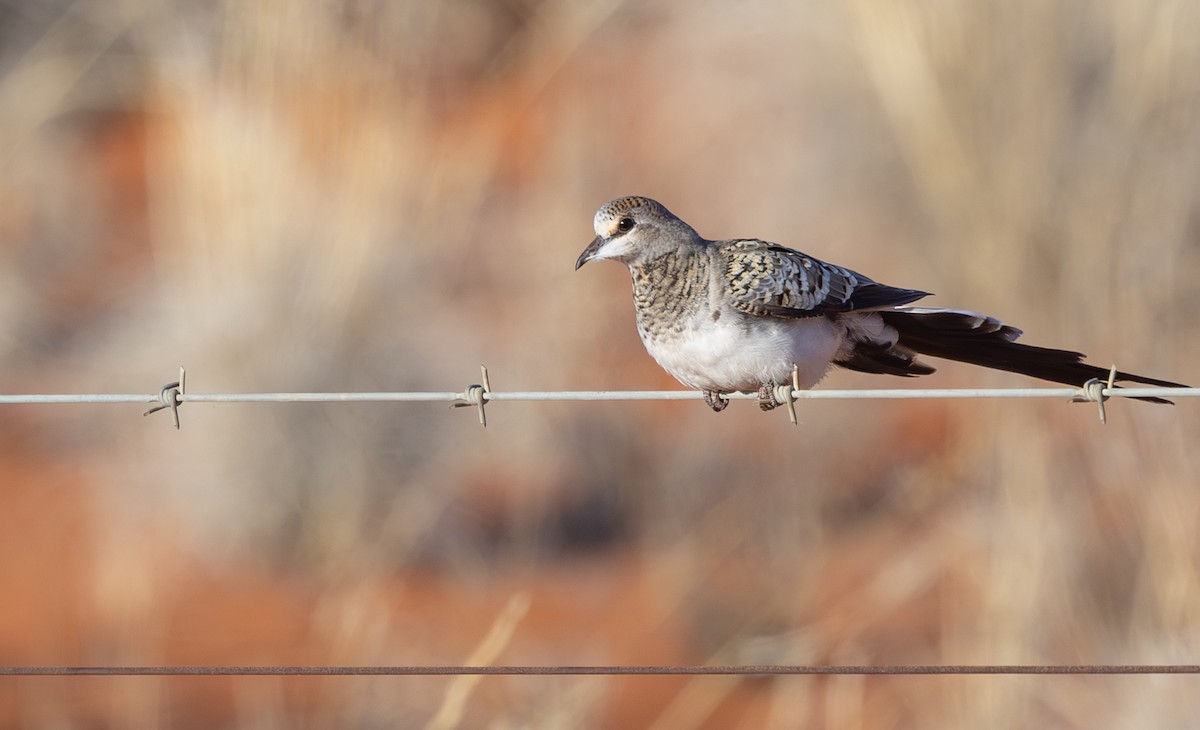 Namaqua Dove - ML644416527