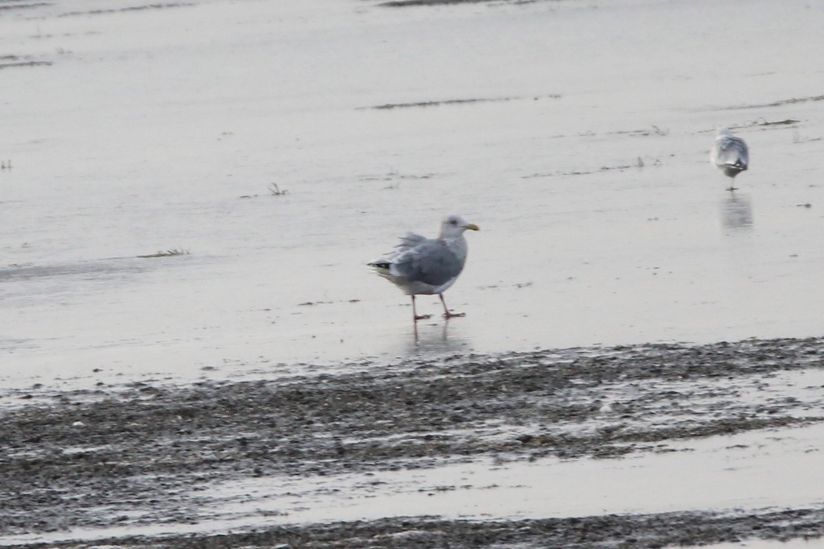 racek americký - ML644416528