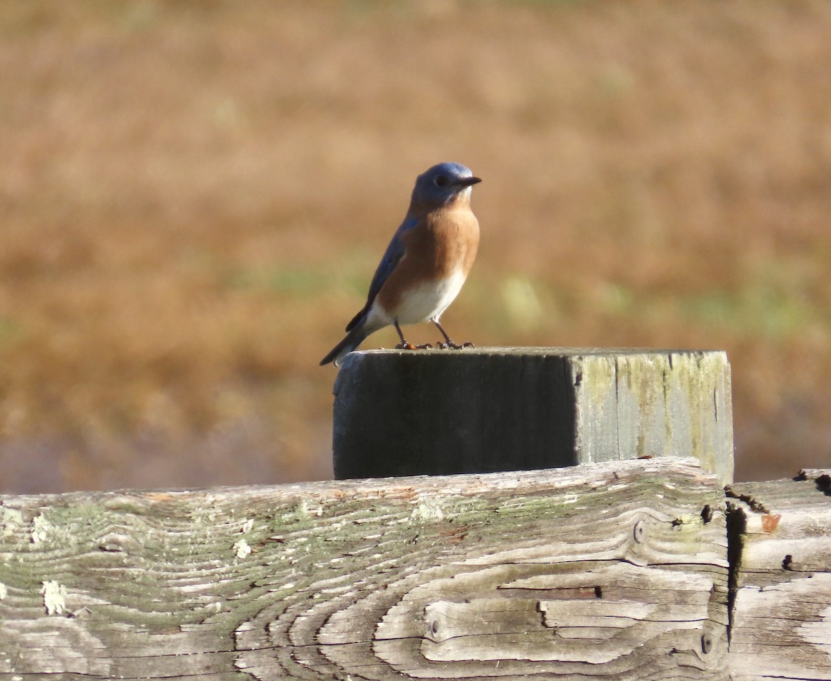 Eastern Bluebird - ML644416529