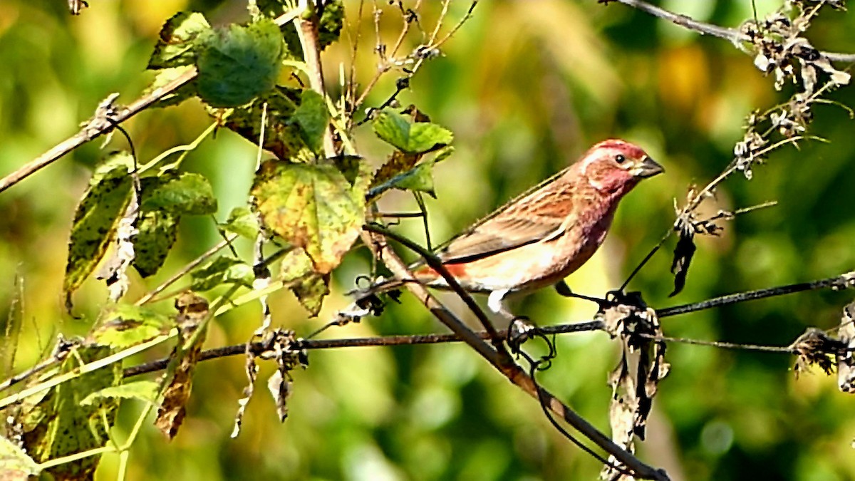 Purple Finch - ML644416536