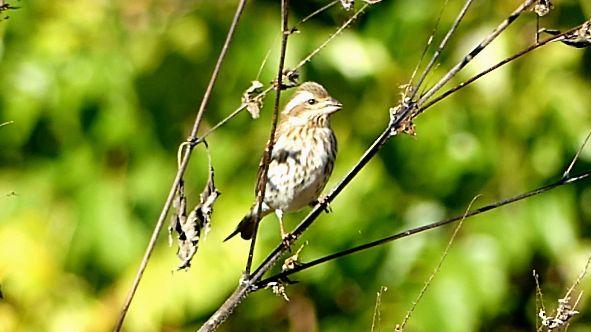 Purple Finch - ML644416537