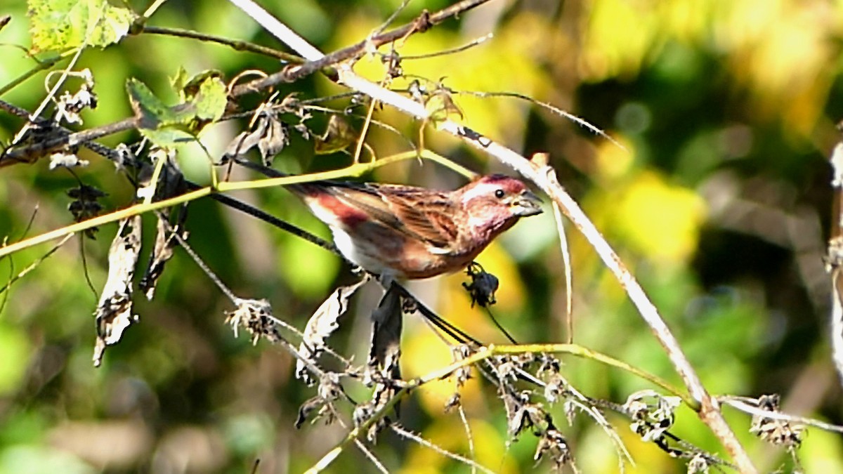 Purple Finch - ML644416538