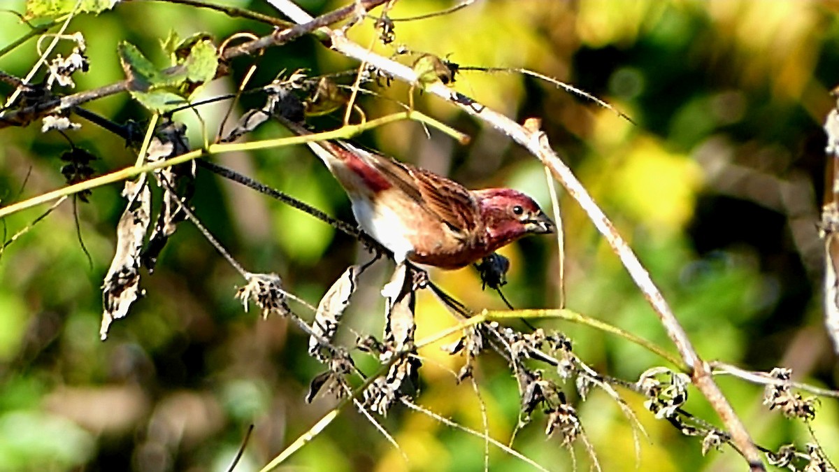 Purple Finch - ML644416539