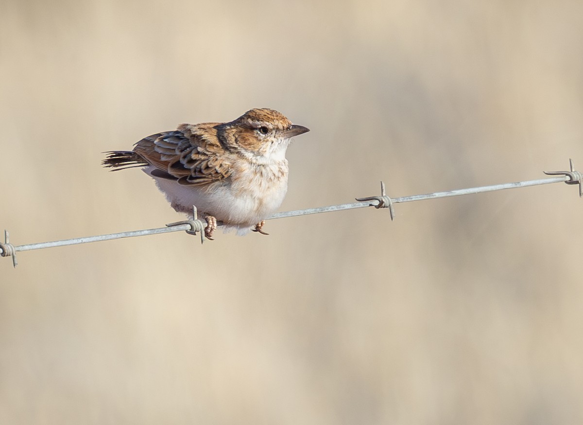 Fawn-colored Lark (Fawn-colored) - ML644416548