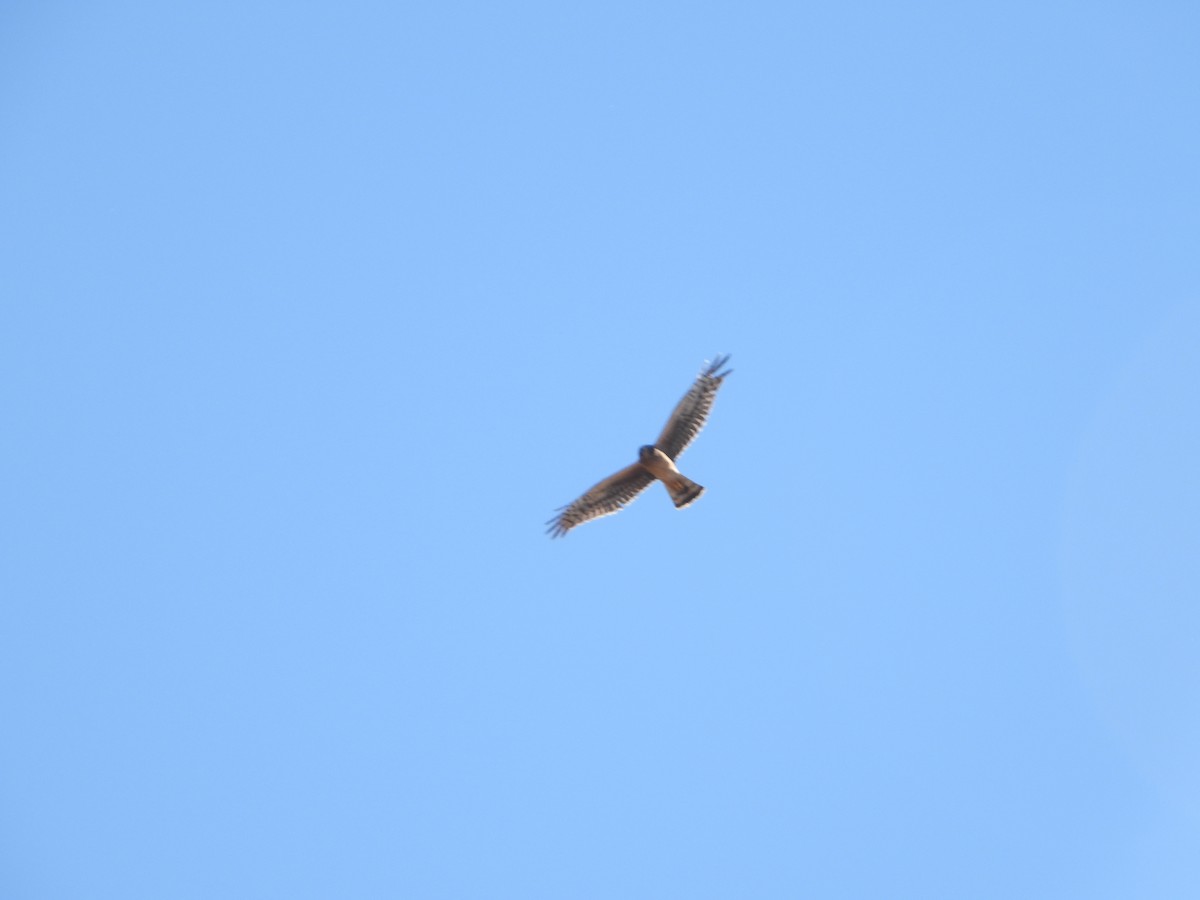 Northern Harrier - ML644416549