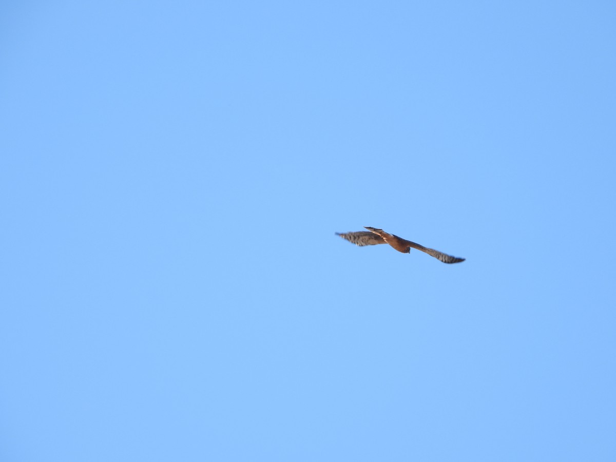 Northern Harrier - ML644416551