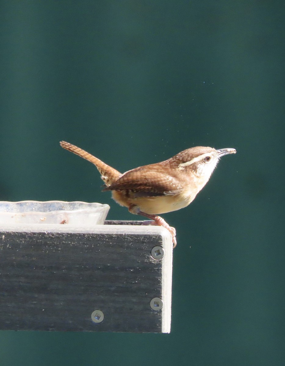 Cucarachero de Carolina - ML644416556