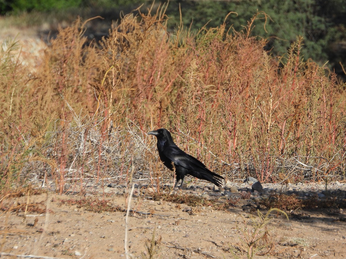 Common Raven - ML644416558