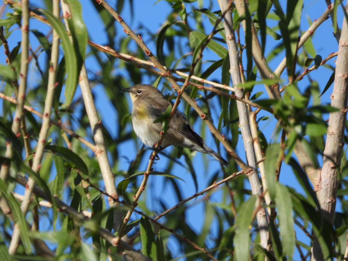 Yellow-rumped Warbler - ML644416566