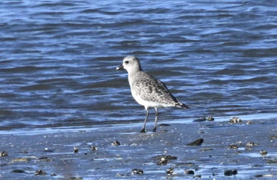 Буурал сүвээ цагаан - ML644416584