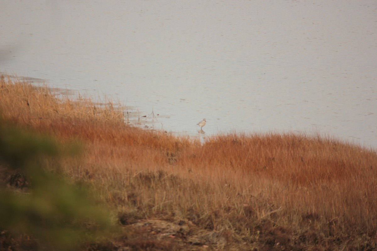 Буурал сүвээ цагаан - ML644416586