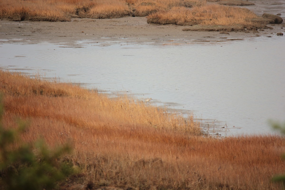 Буурал сүвээ цагаан - ML644416588