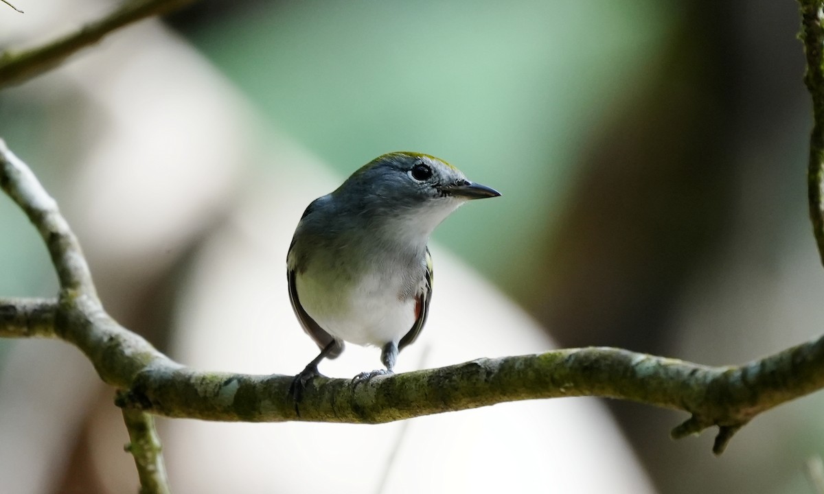 Reinita de Pensilvania - ML644416593