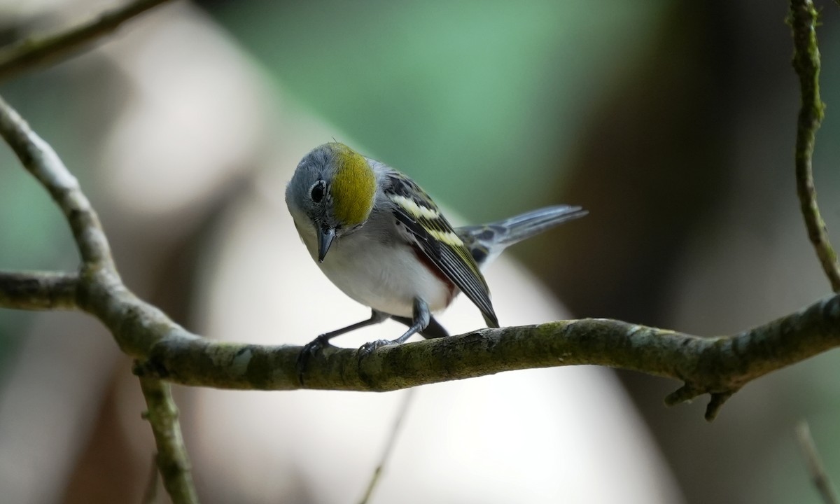 Reinita de Pensilvania - ML644416594