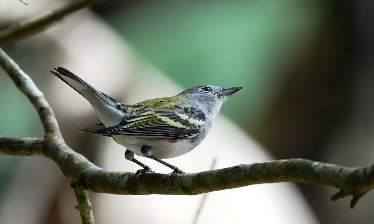 Reinita de Pensilvania - ML644416595