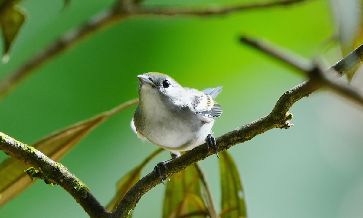 Reinita de Pensilvania - ML644416596