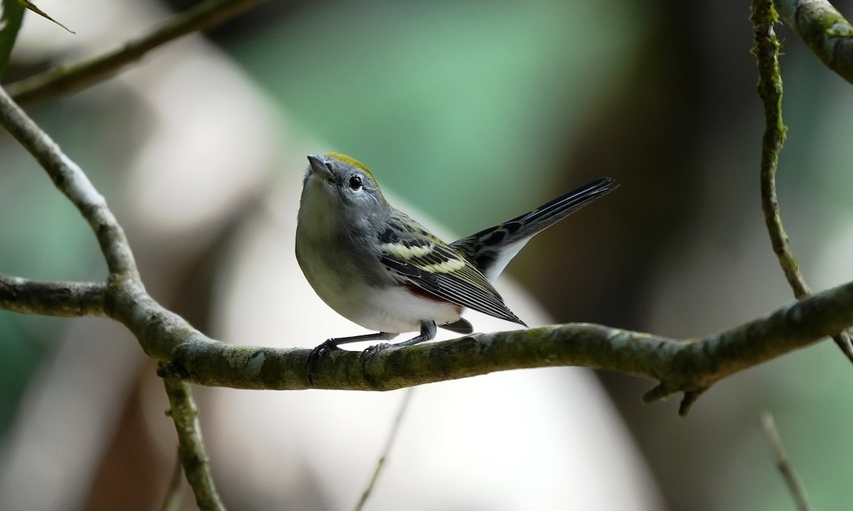 Reinita de Pensilvania - ML644416597