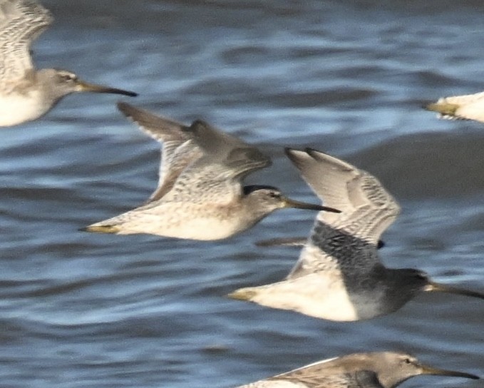 Tundraschlammläufer - ML644416606