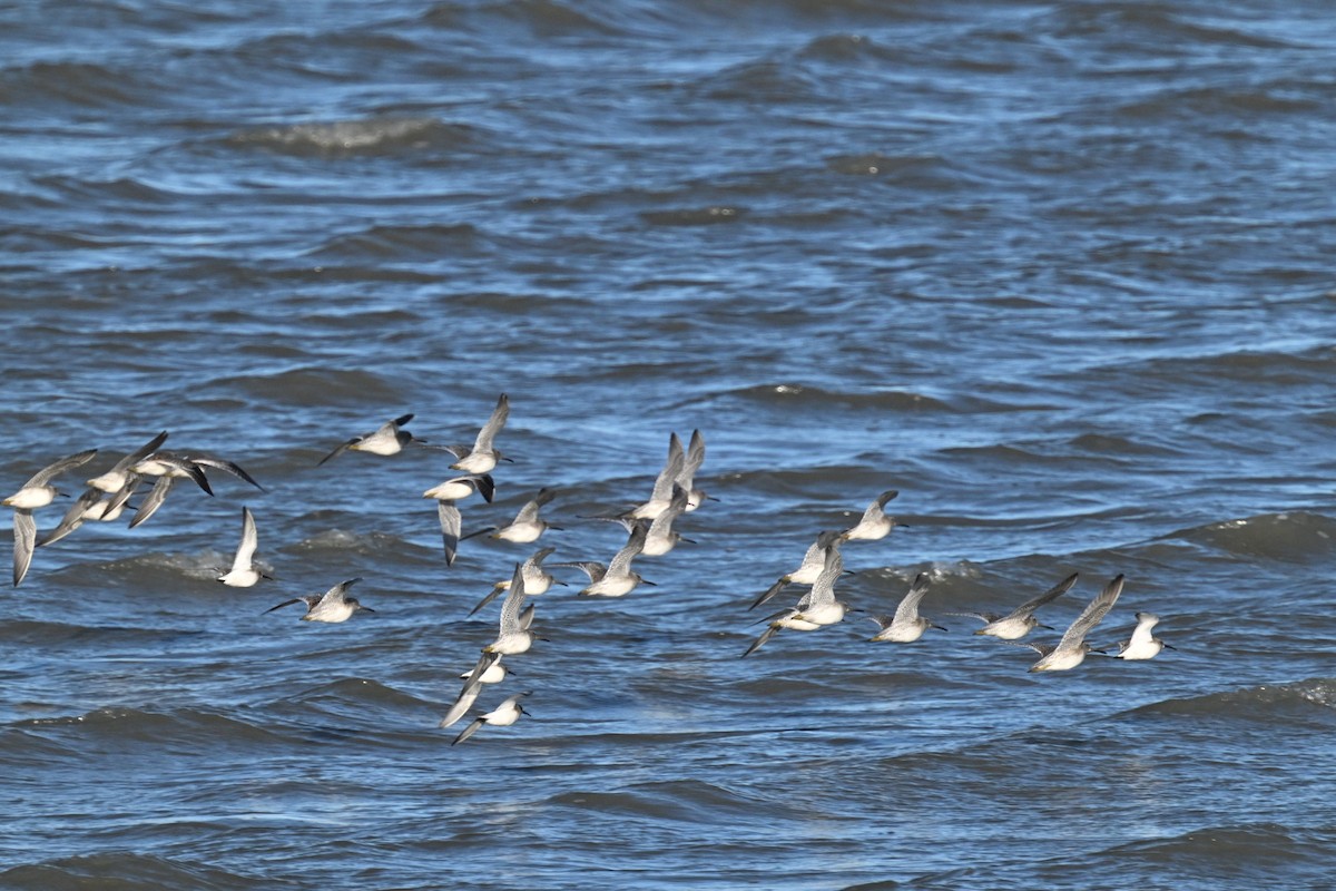 Tundraschlammläufer - ML644416607