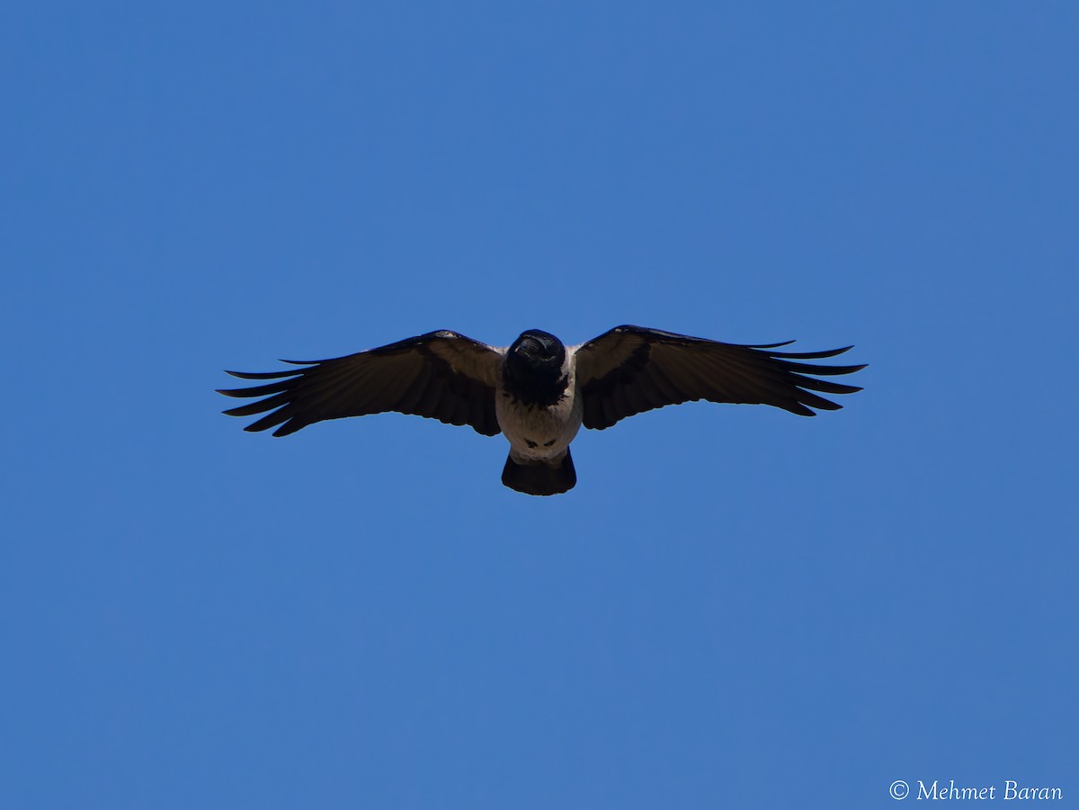 Саарал хэрээ - ML644416617