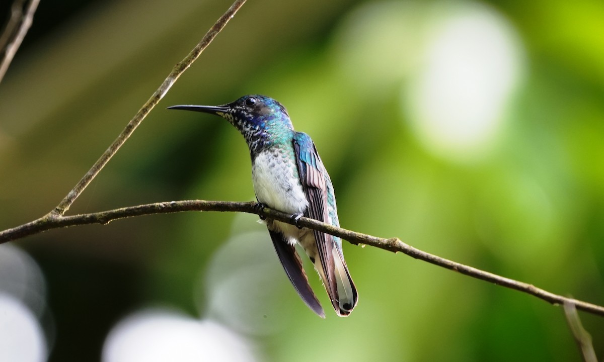 kolibřík bělokrký - ML644416637