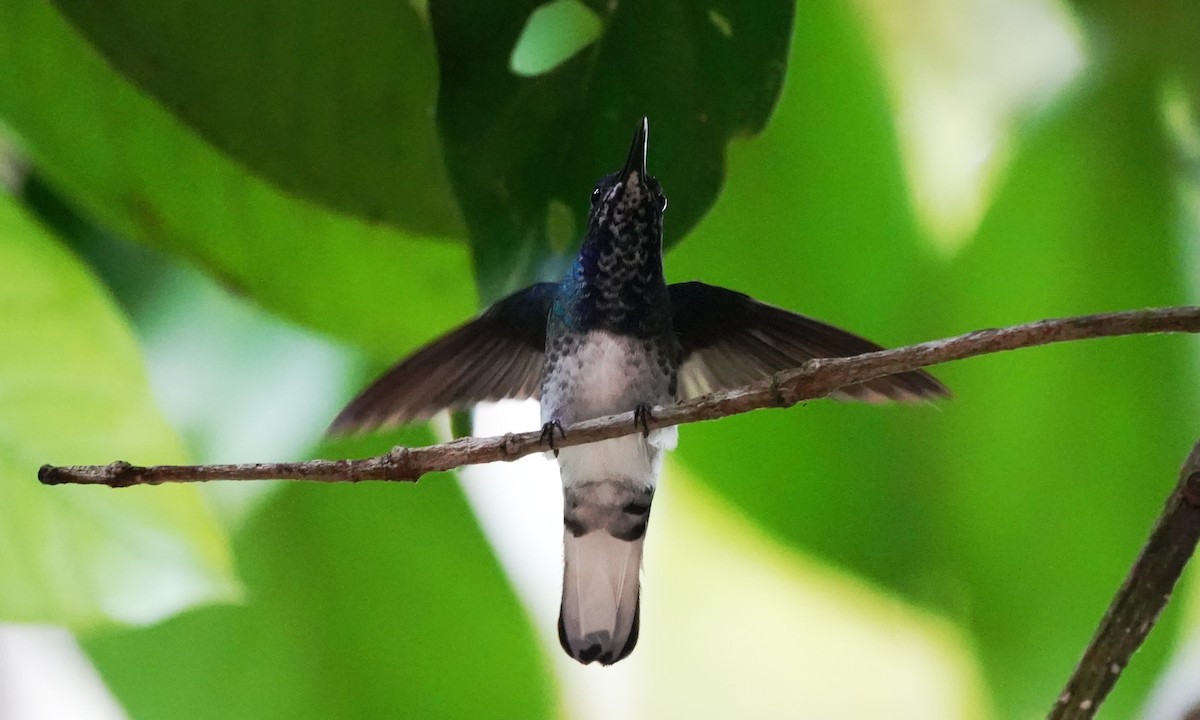 kolibřík bělokrký - ML644416638