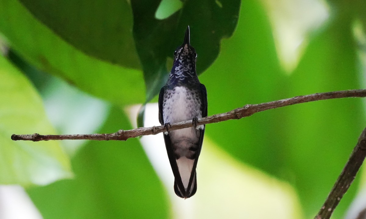 kolibřík bělokrký - ML644416639