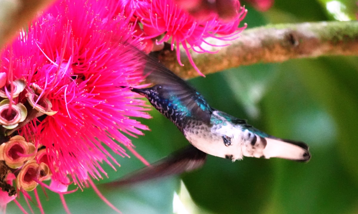 kolibřík bělokrký - ML644416640