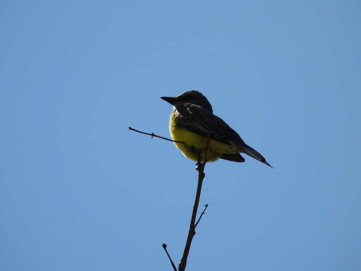 tropekongetyrann - ML644416650