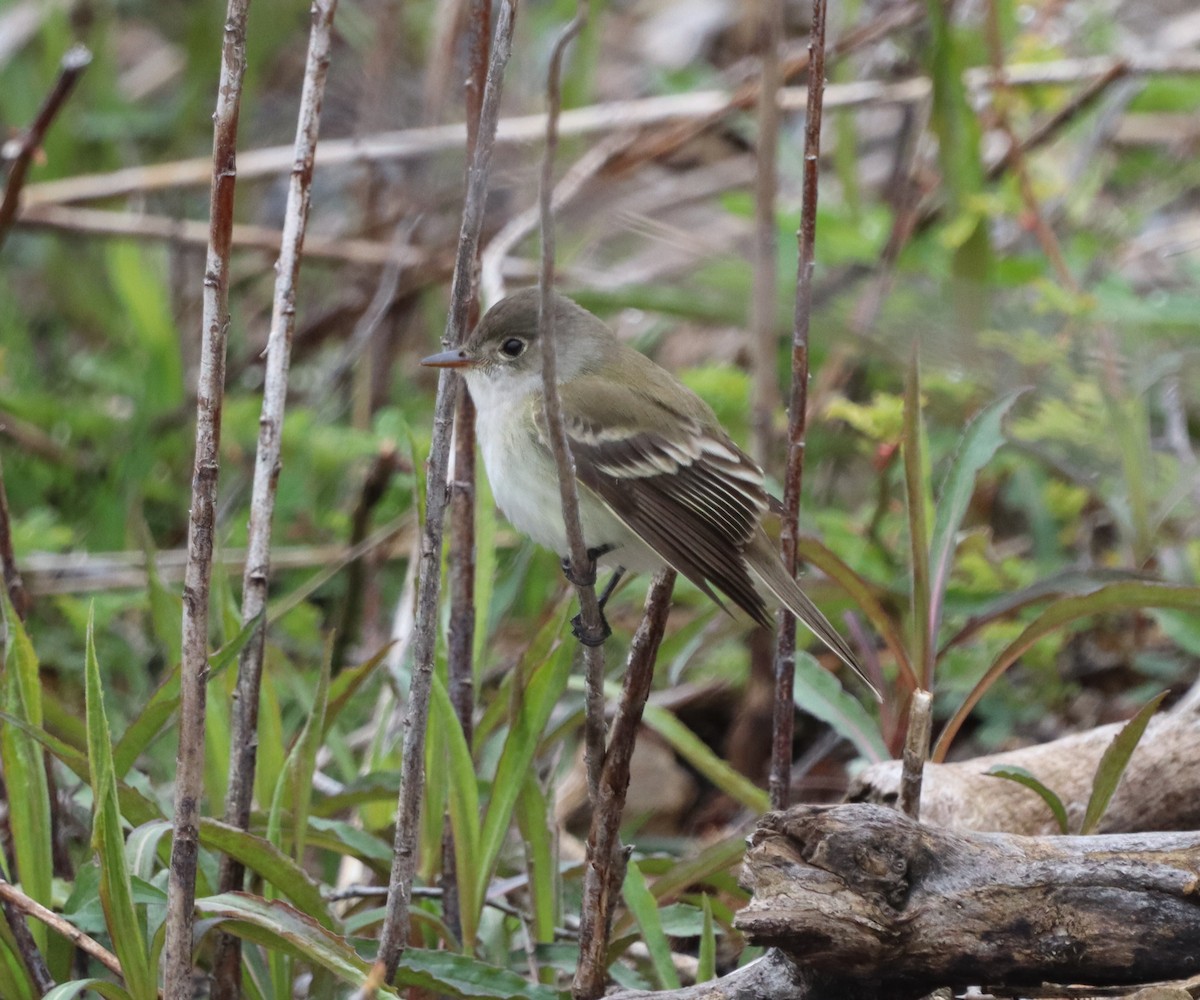 Acadian Flycatcher - ML644416657