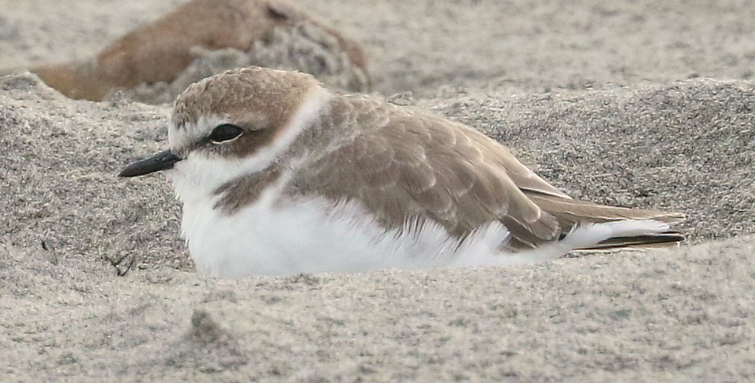 Snowy Plover - ML644416689