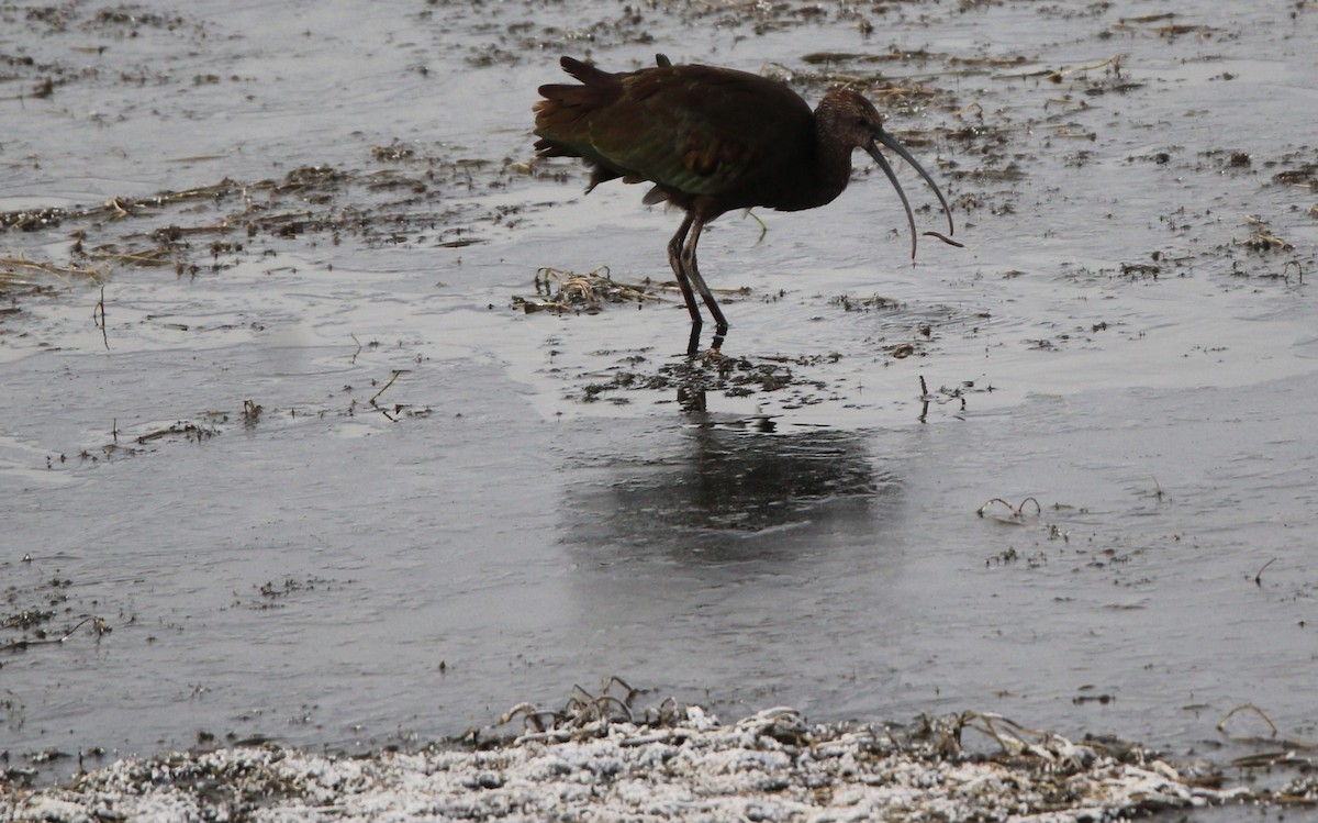 ibis americký - ML644416700