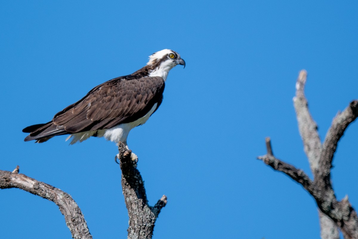 fiskeørn - ML644416713