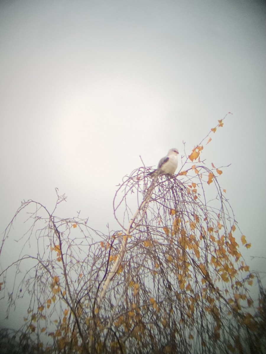 黑翅鳶 - ML644416719