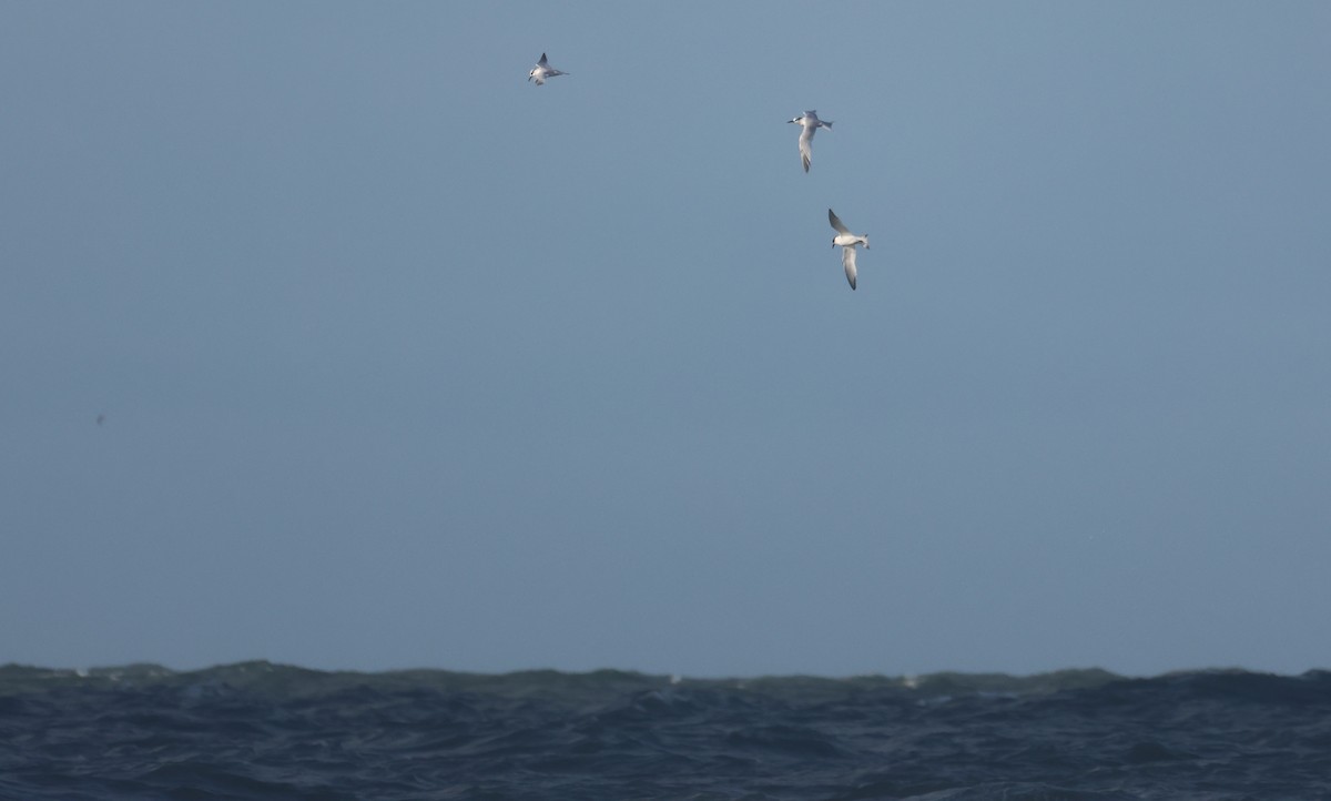 rybák severní - ML644416723