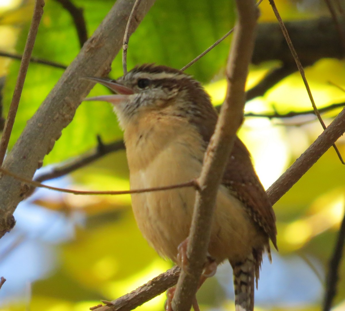 Cucarachero de Carolina - ML644416748