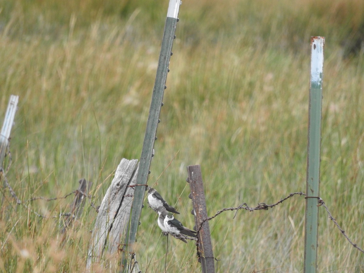 スミレミドリツバメ - ML644416773