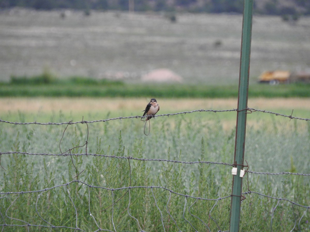 vlaštovka obecná - ML644416776