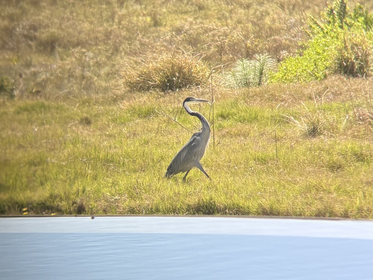Black-headed Heron - ML644416783