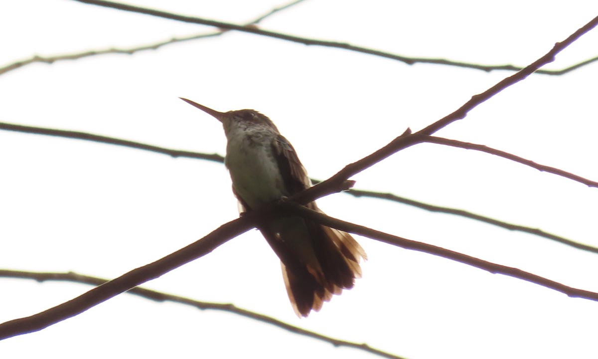 White-bellied Emerald - ML644416784
