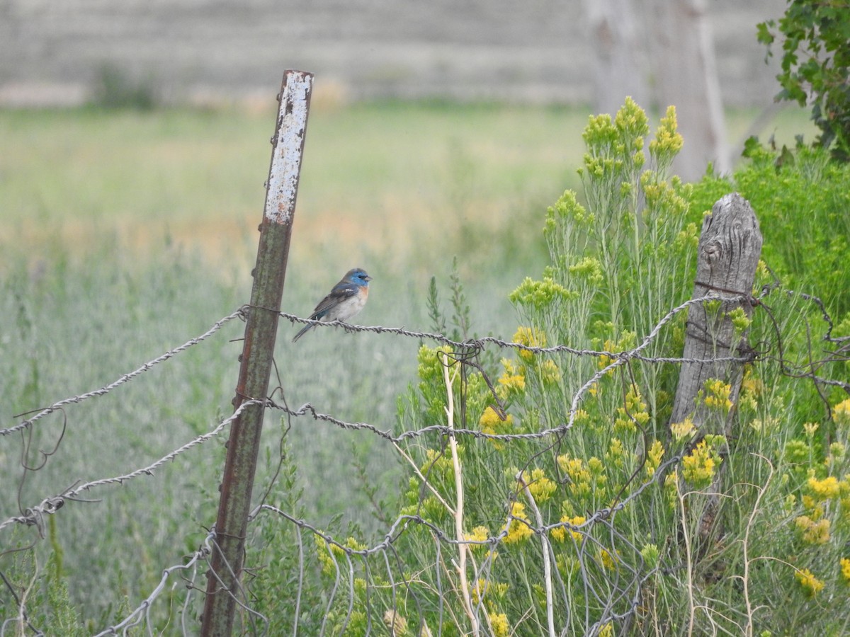 Lazuli Bunting - ML644416788