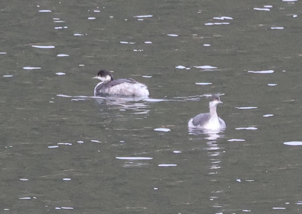 Ухаа шунгуур - ML644416790