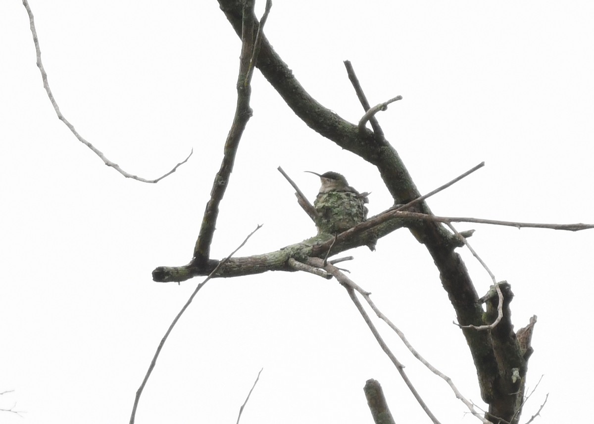 Hispaniolan Mango - ML644416816