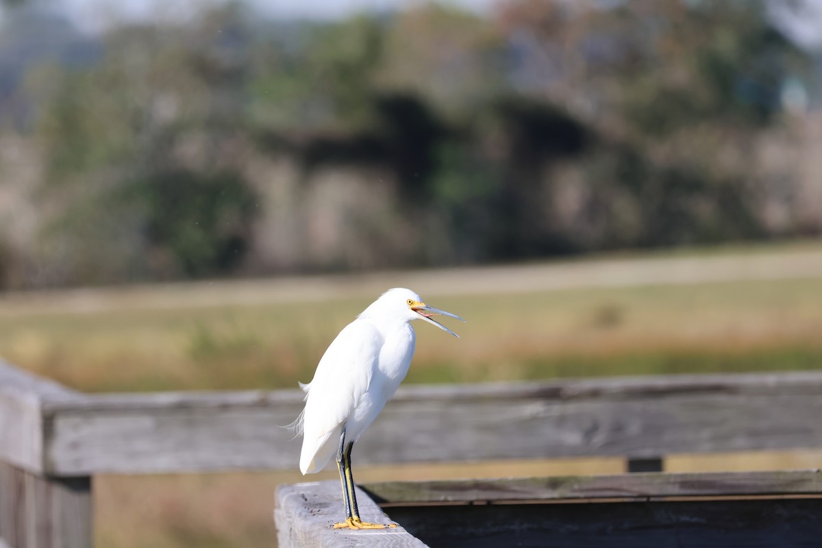 ユキコサギ - ML644416818