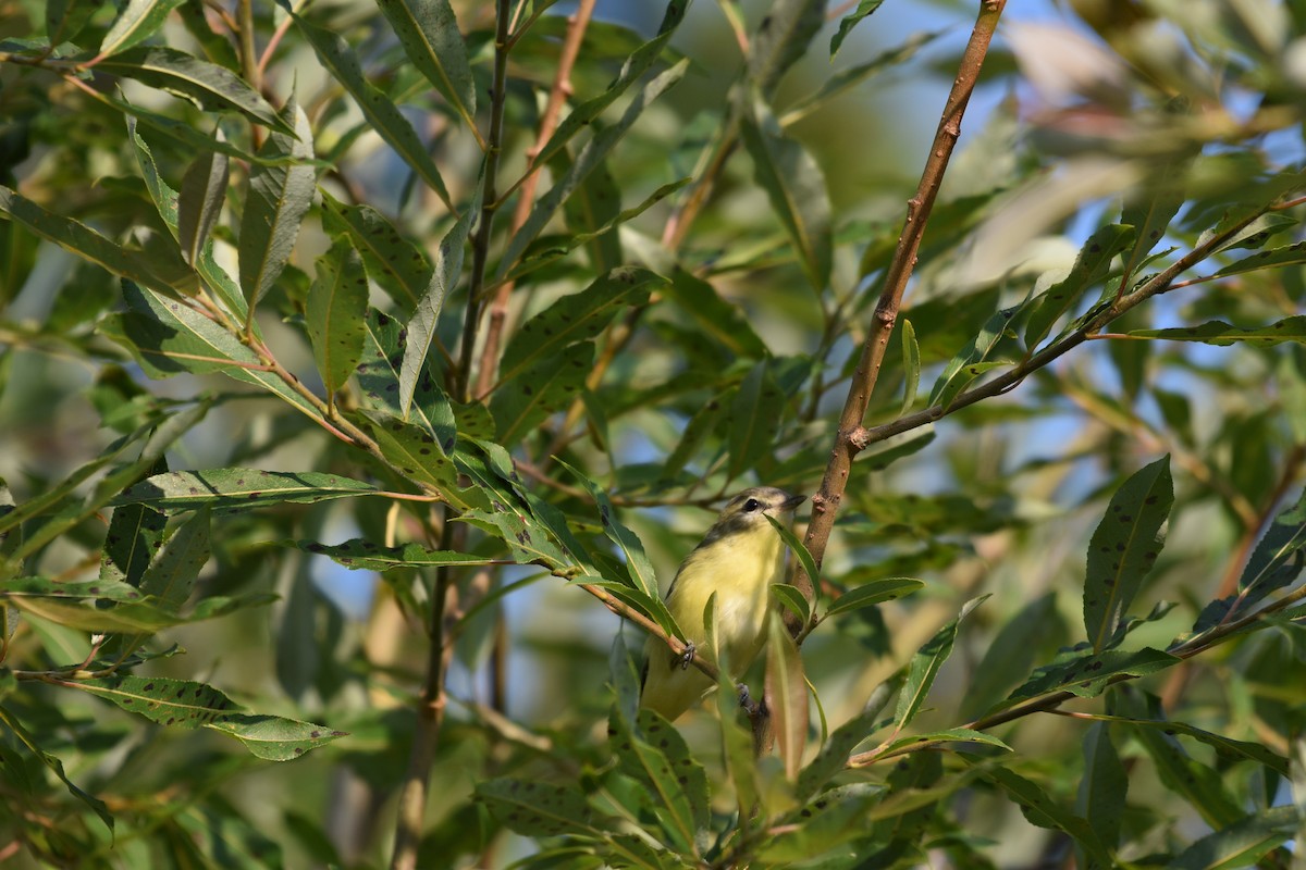 Bireo filadelfiarra - ML644416819