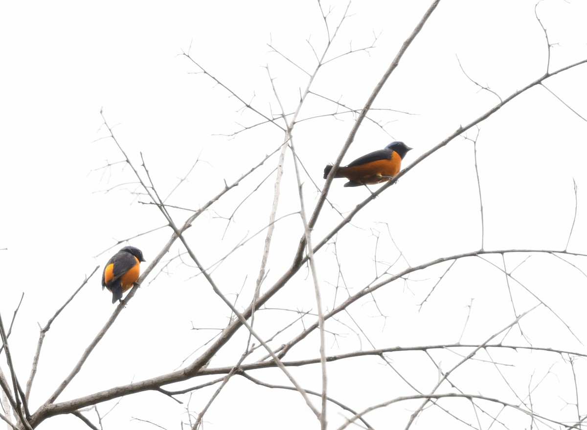 euforieufonia - ML644416821