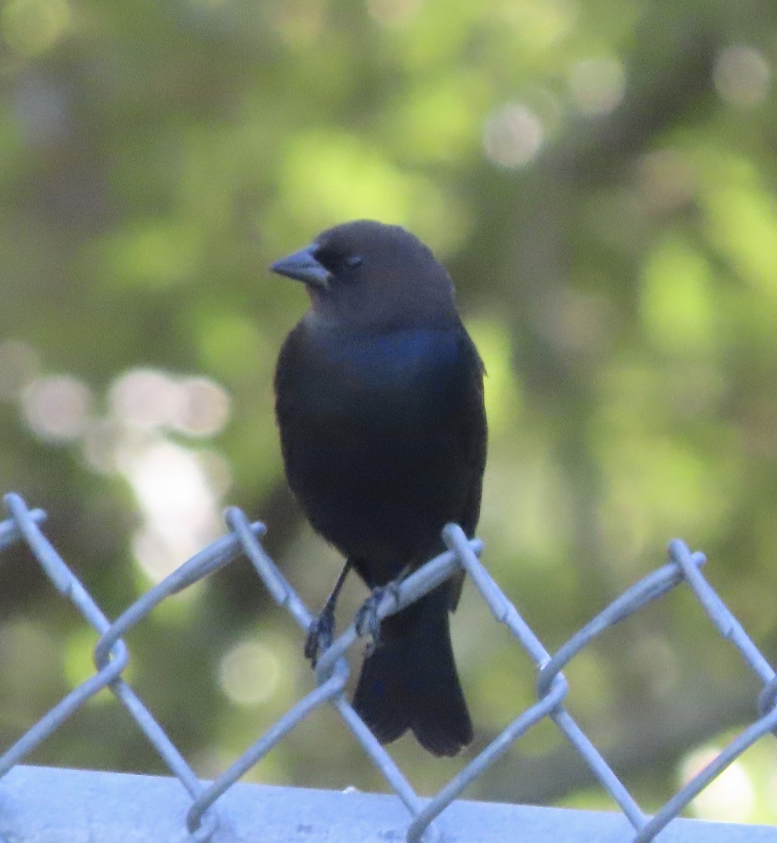 Brown-headed Cowbird - ML644416822