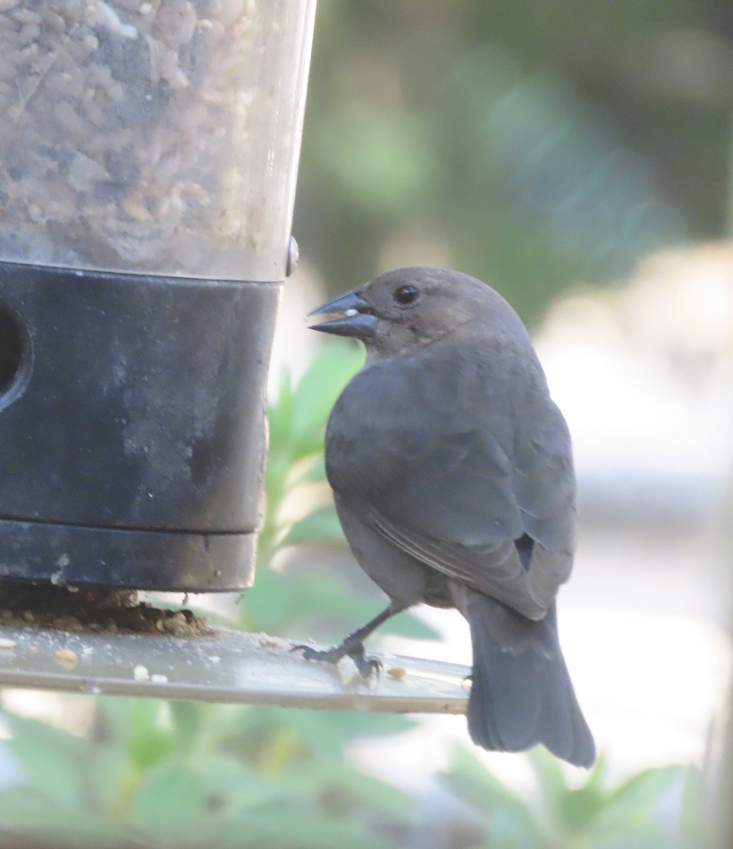 Brown-headed Cowbird - ML644416823